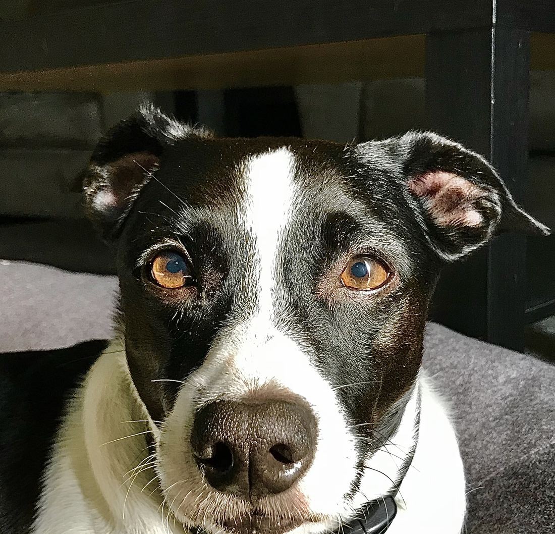 Schwarz-weißer Jack Russell Terrier schaut mit bernsteinfarbenen Augen direkt in die Kamera